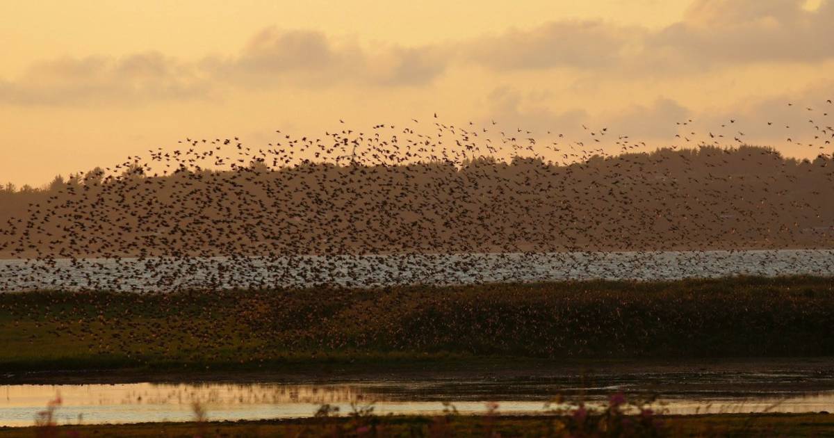Black Sun or Starling Murmuration in Denmark - Best Time