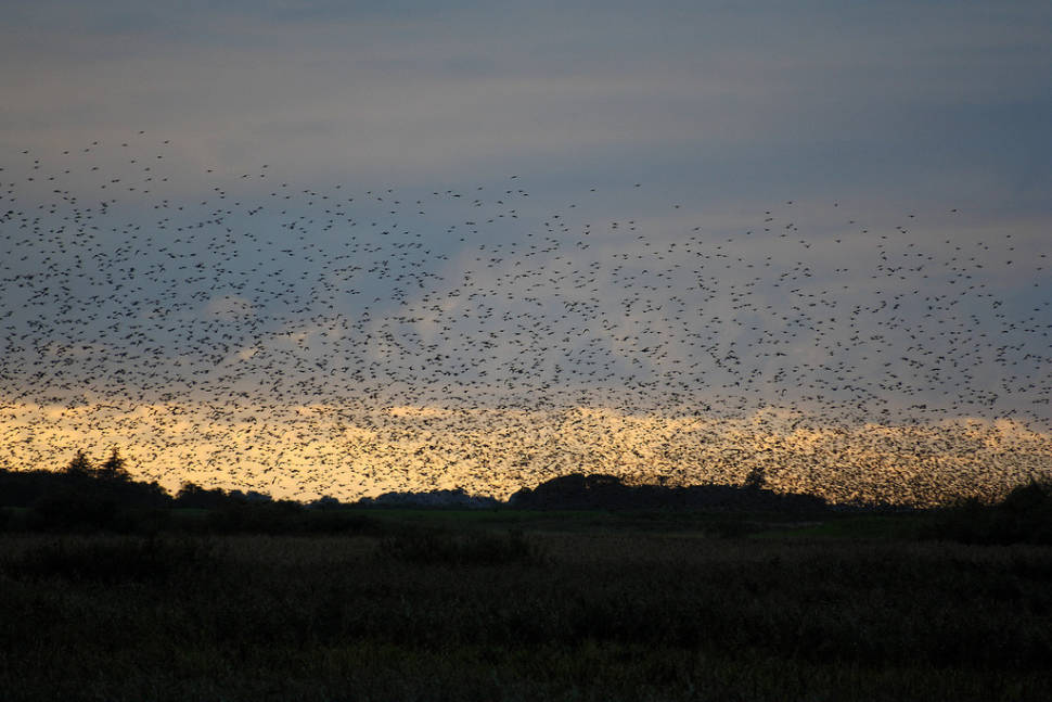 Best time for Black Sun or Starling Murmuration in Denmark