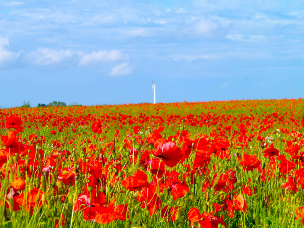 Poppies in Sjaelland, Denmark