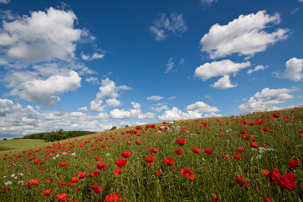 Best time for Blooming Fields in Denmark