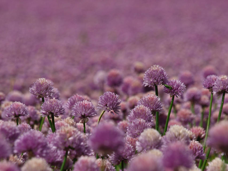 Blooming Fields in Denmark - Best Time