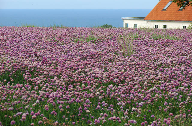 Best time for Blooming Fields