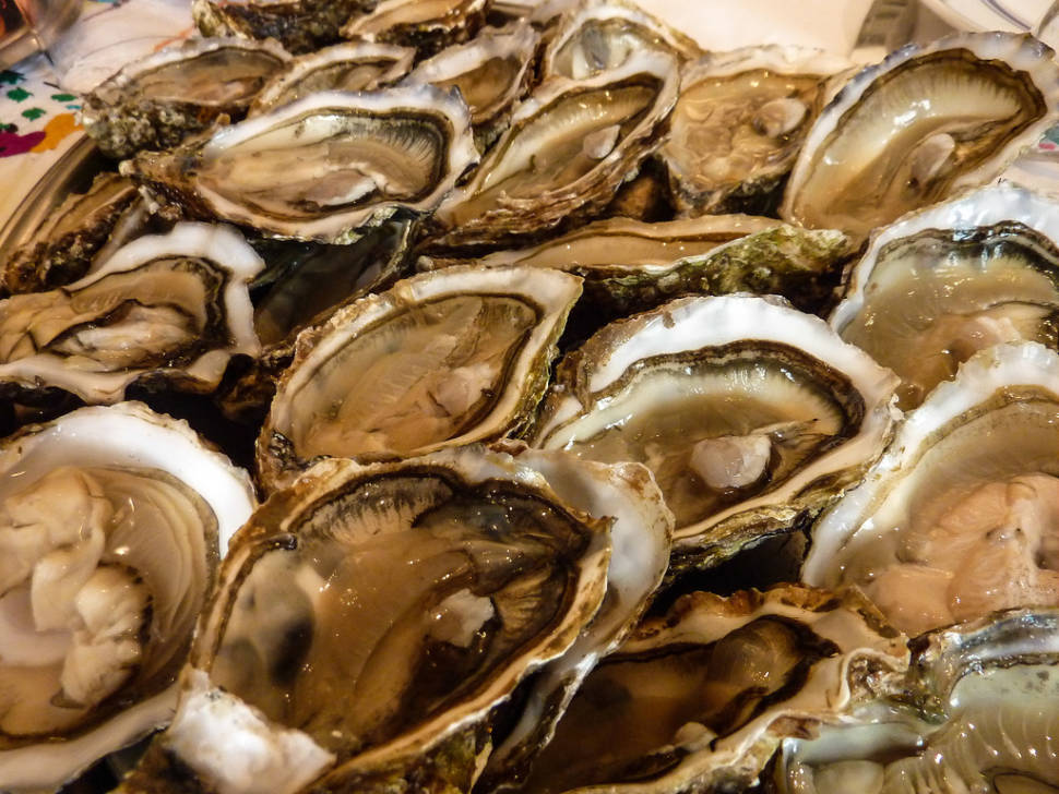Oyster Safari in the Wadden Sea in Denmark - Best Season