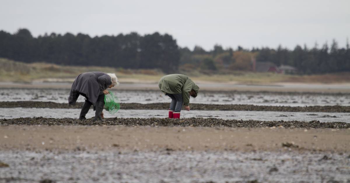 Oyster Safari in the Wadden Sea in Denmark - Best Time