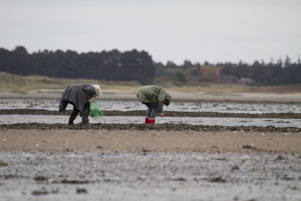 Oyster Safari in the Wadden Sea in Denmark - Best Time