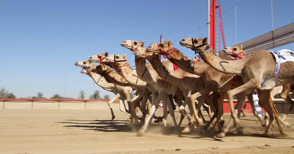 Al Marmoom Heritage Festival in Dubai - Best Time