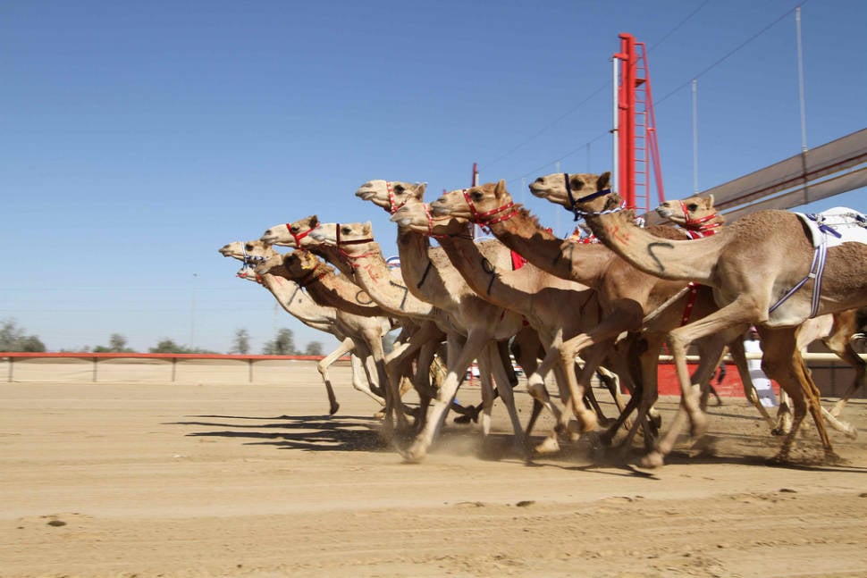 Al Marmoom Heritage Festival in Dubai - Best Time