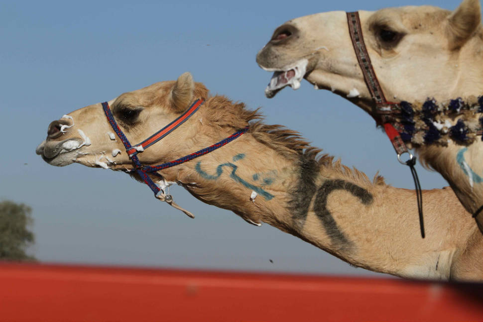 Al Marmoom Heritage Festival in Dubai - Best Season