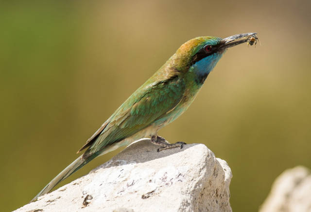 Birdwatching in Dubai - Best Time