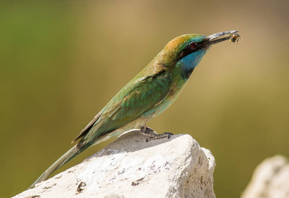 Birdwatching in Dubai - Best Time