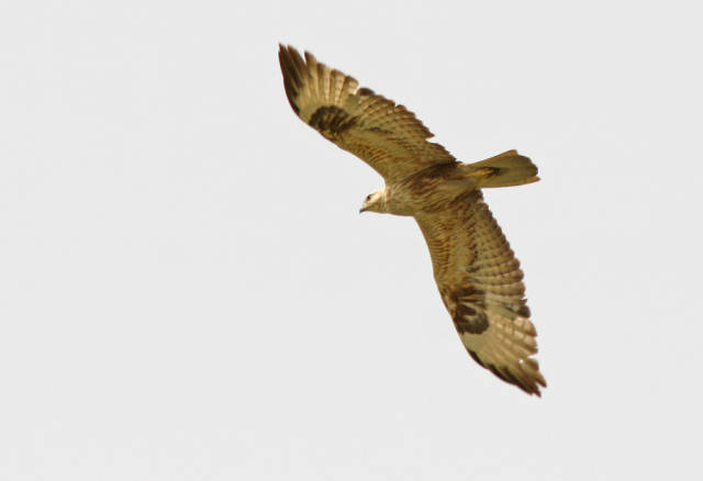 Long-legged buzzard