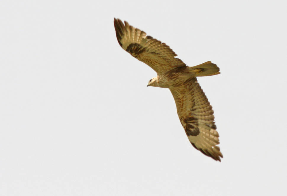 Long-legged buzzard