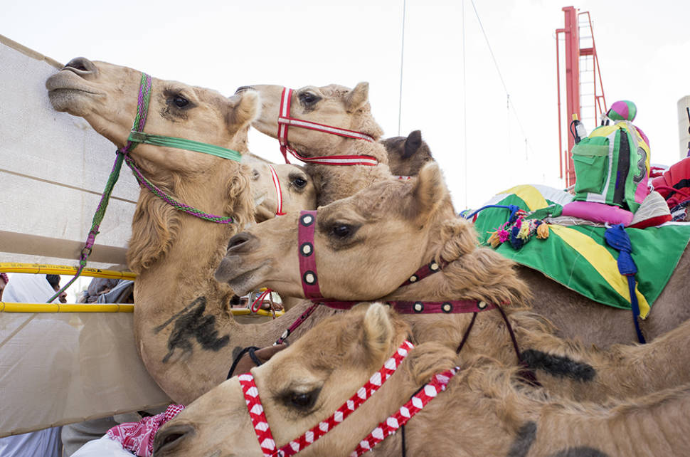 Camel Racing Season in Dubai - Best Time