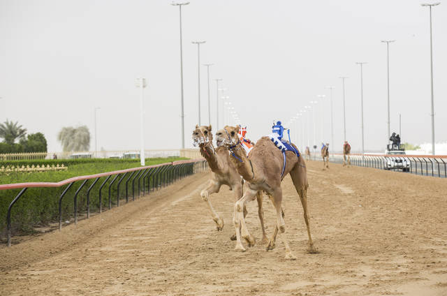 Best time for Camel Racing Season in Dubai