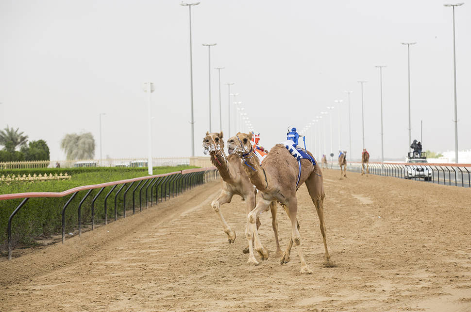 Best time for Camel Racing Season in Dubai