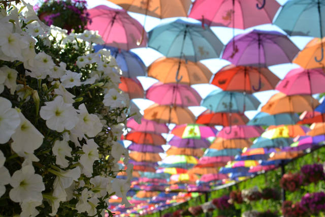 Dubai Miracle Garden in Dubai - Best Time