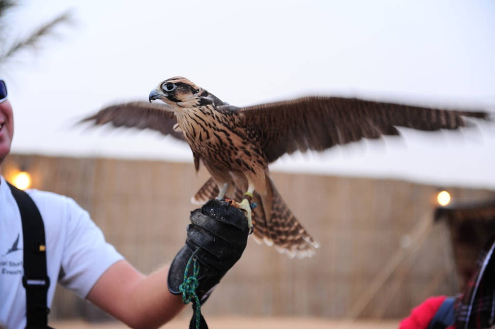 Falconry in Dubai - Best Time