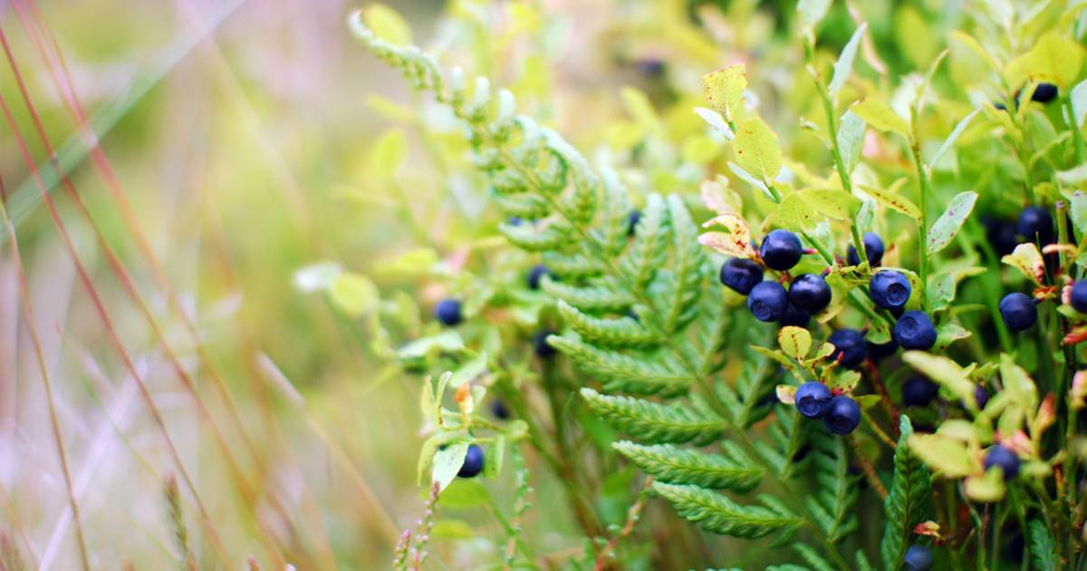 Scotland Berries Season in Edinburgh - Best Time