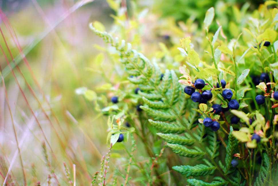 Scotland Berries Season in Edinburgh - Best Time