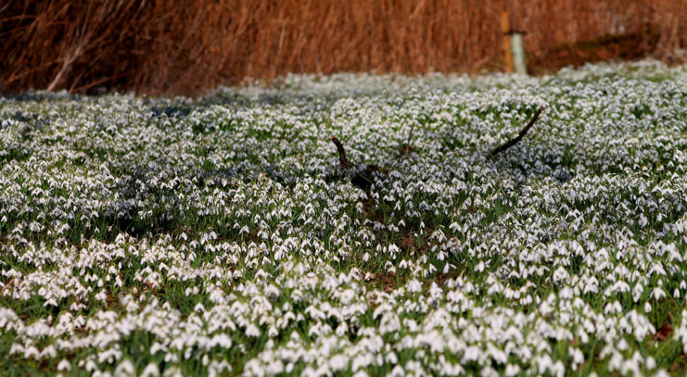 Snowdrops Bloom Time in Edinburgh - Best Time