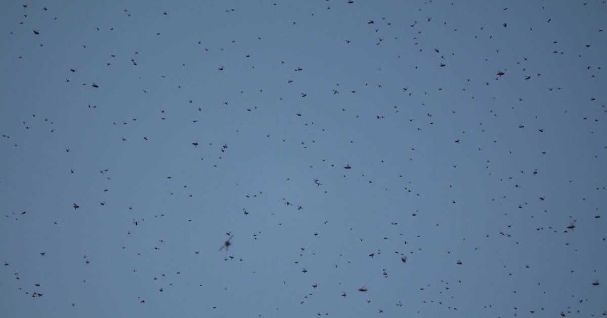Locust Plague in Egypt - Best Time