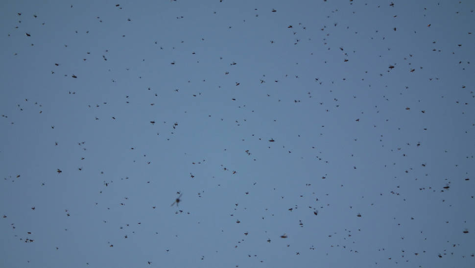 Locust Plague in Egypt - Best Time