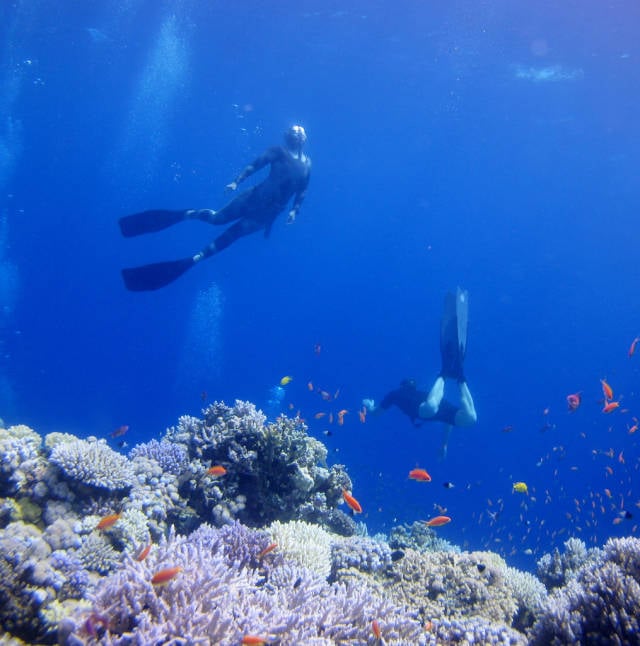Corals of the Dahab Blue Hole