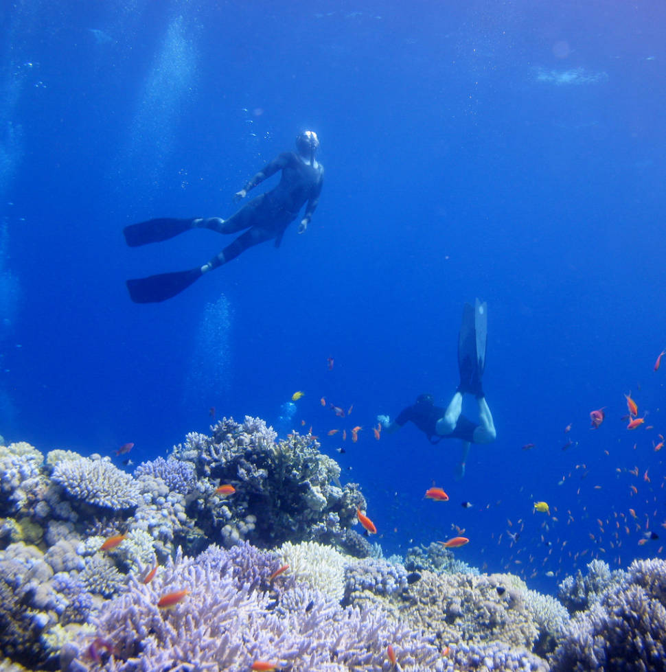 Corals of the Dahab Blue Hole