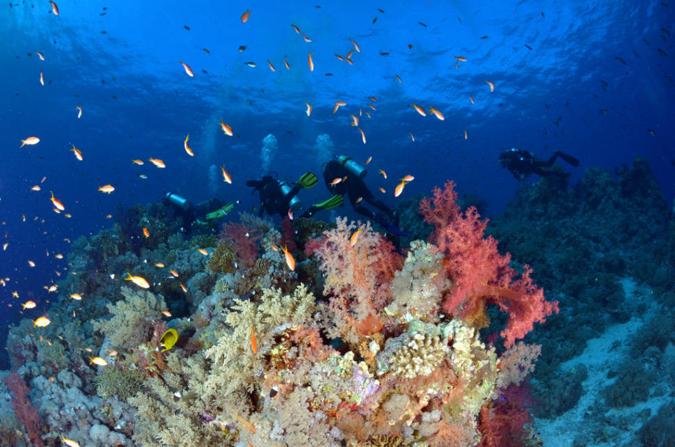 Scuba Diving and Snorkelling in Egypt - Best Time