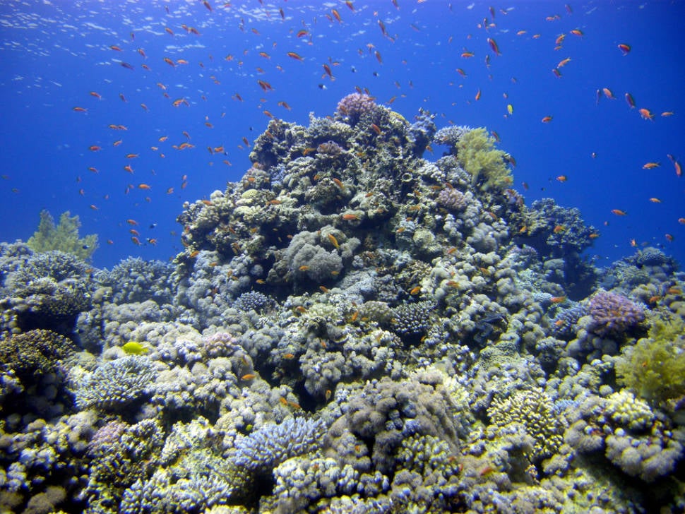 The Blue Hole - fish and coral reef saddle