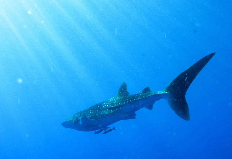Whaleshark