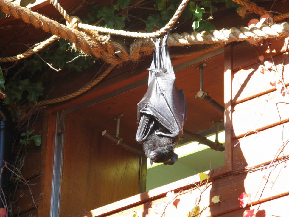 Bats Fluttering in England - Best Season
