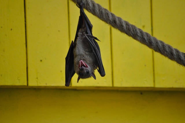 Bats Fluttering in England - Best Time