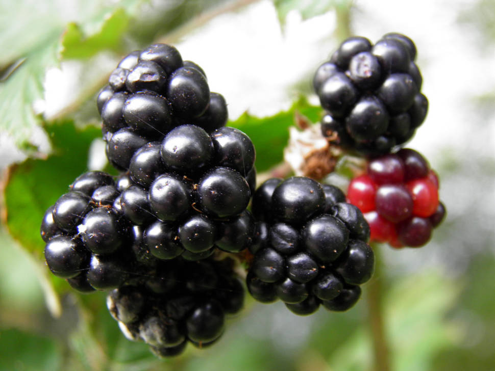Wild blackberries