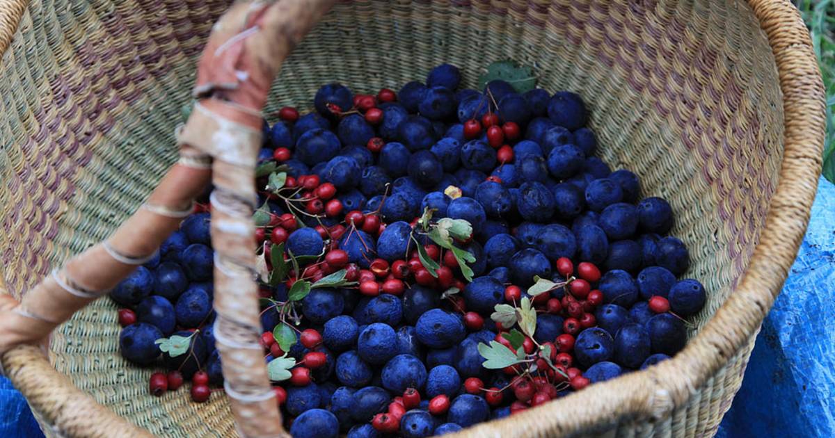 Berry Season in England - Best Time