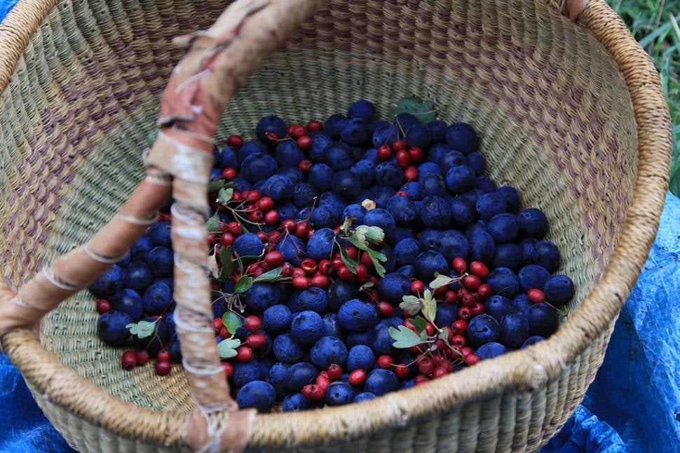 Berry Season in England - Best Time