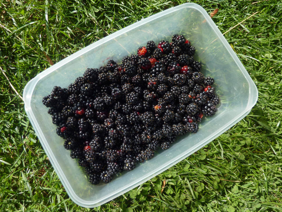 Box of blackberries