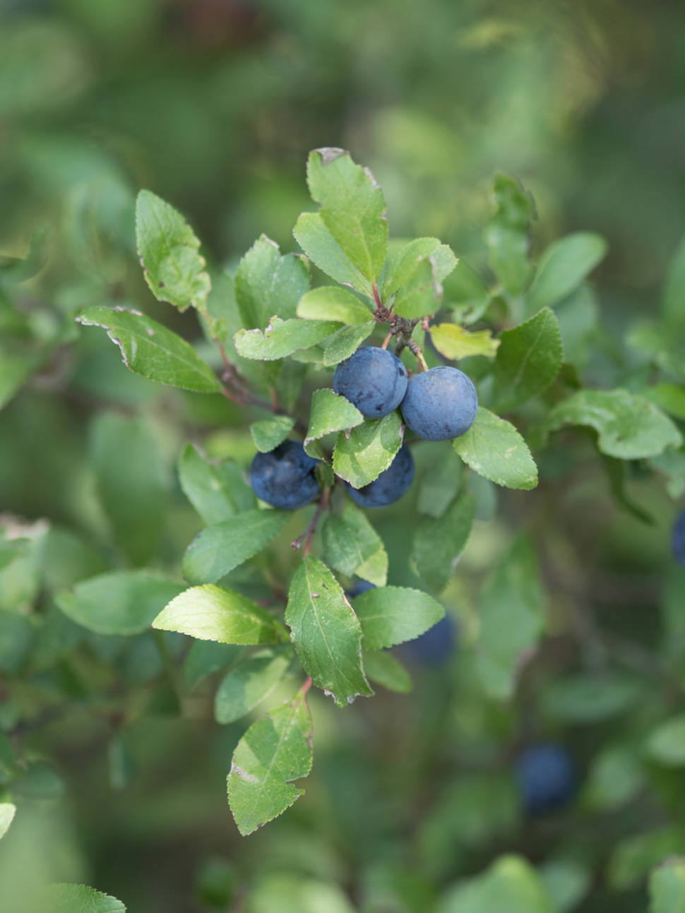 Blueberries on a walk near Clayton Hill, Nazeing