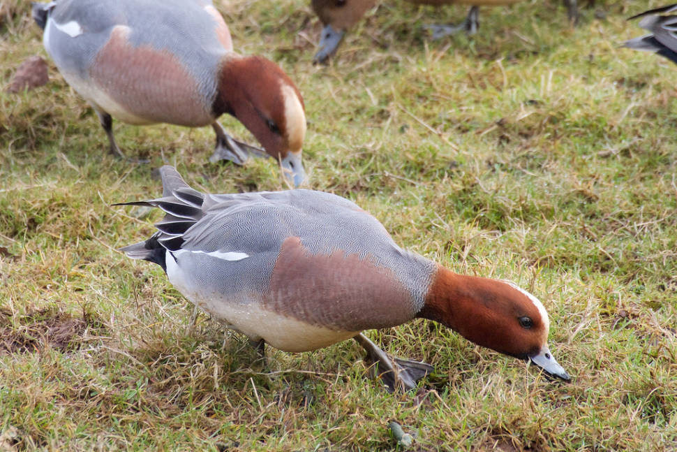 Wigeon, Bowling Green Marsh