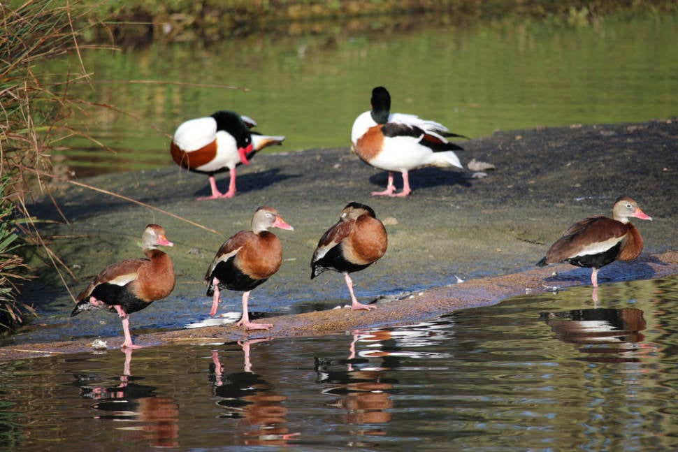 Birdwatching in England - Best Season