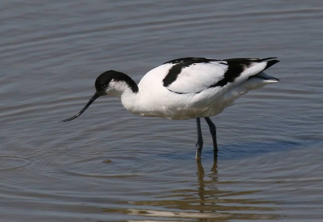 Avocet (Recurvirostra avosetta), photographed from one of the hides at Minsmere RSPB reserve in Suffolk, England