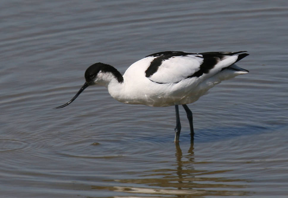 Avocet (Recurvirostra avosetta), photographed from one of the hides at Minsmere RSPB reserve in Suffolk, England