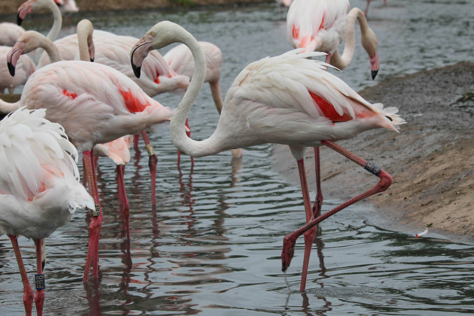Slimbridge