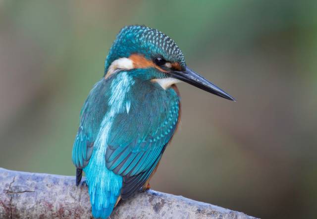 Birdwatching in England - Best Time