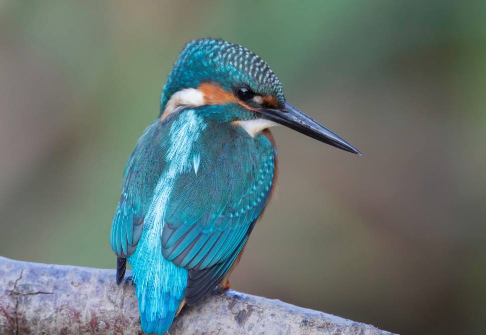 Birdwatching in England - Best Time