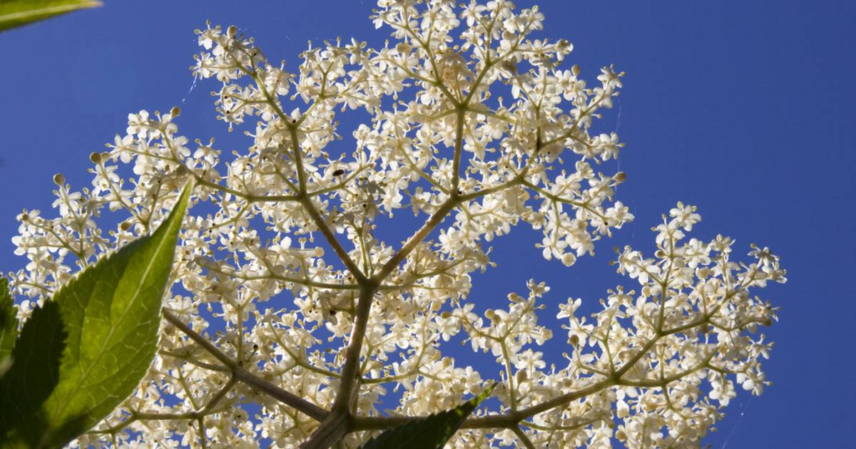 Elderflowers in England - Best Time