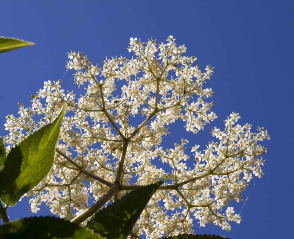 Elderflowers in England - Best Time