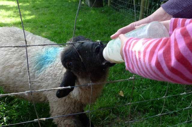 Lambing Season in England - Best Season