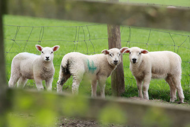 Lambing Season in England - Best Time