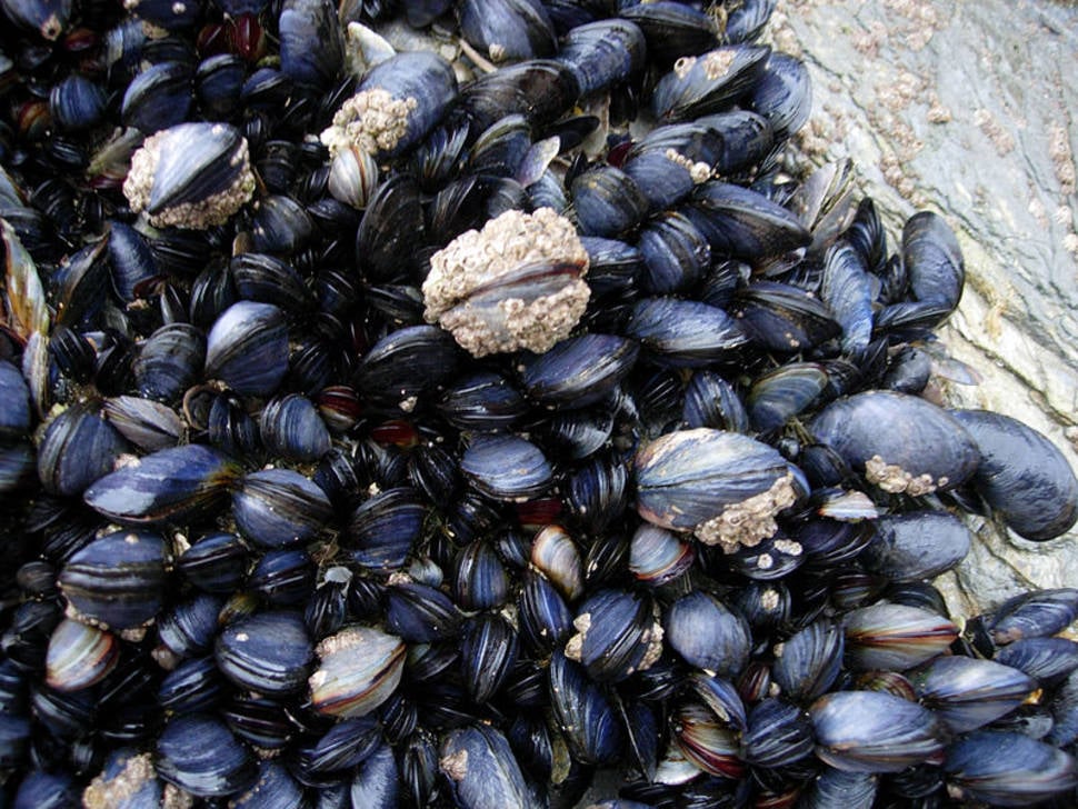 Mussels and barnacles in the intertidal near Newquay, Cornwall, England